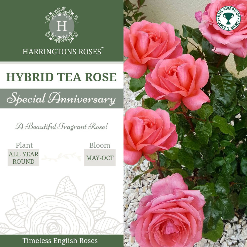 Rosa 'Special Anniversary' - RHS Award-Winning Pink English Rose ...