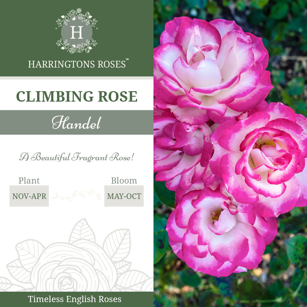 Handel Rose