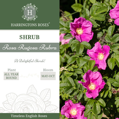 Rosa Rugosa 'Rubra'