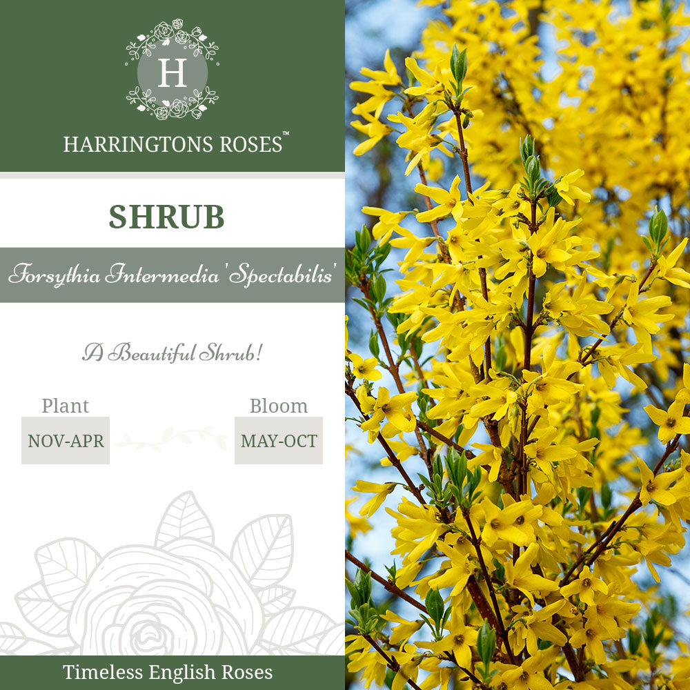 Rosa Forsythia intermedia 'Spectabilis'