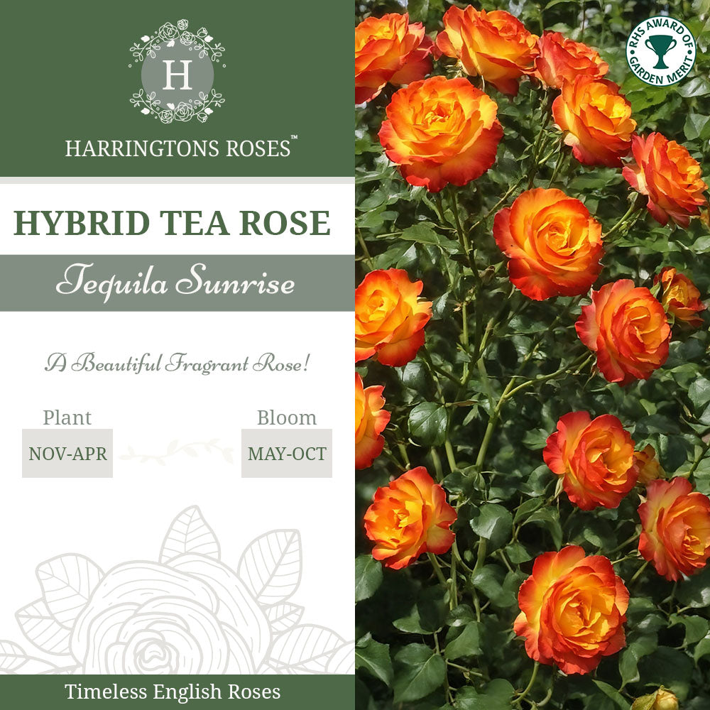 Rosa Tequila Sunrise