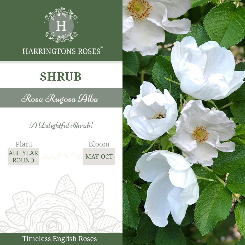 Rosa Rugosa Alba