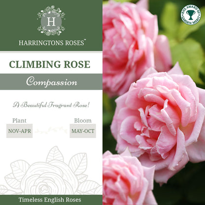 Compassion Rose