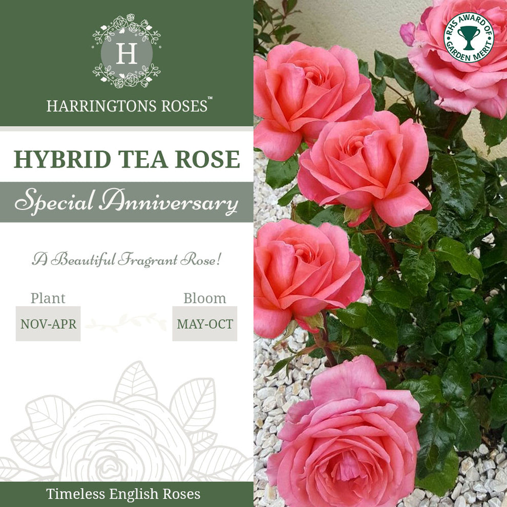 Rosa 'Special Anniversary' - RHS Award-Winning Pink English Rose ...