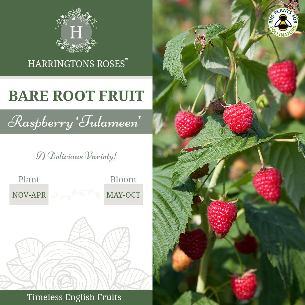 Raspberry 'Tulameen'
