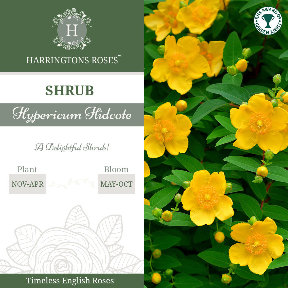 Rosa Hypericum Hidcote