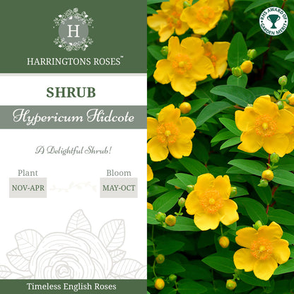 Rosa Hypericum Hidcote