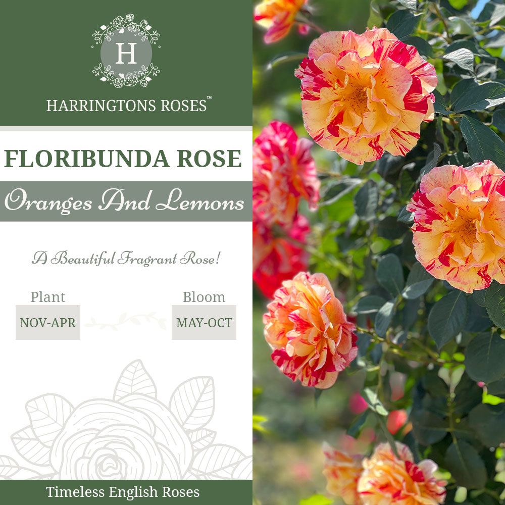 Rosa Oranges and Lemons