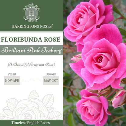 Brilliant Pink Iceberg