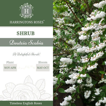 Rosa Deutzia Scabia