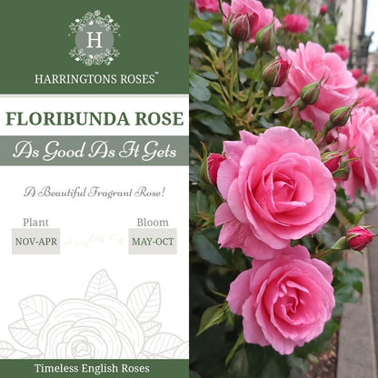 Rosa As Good As It Gets