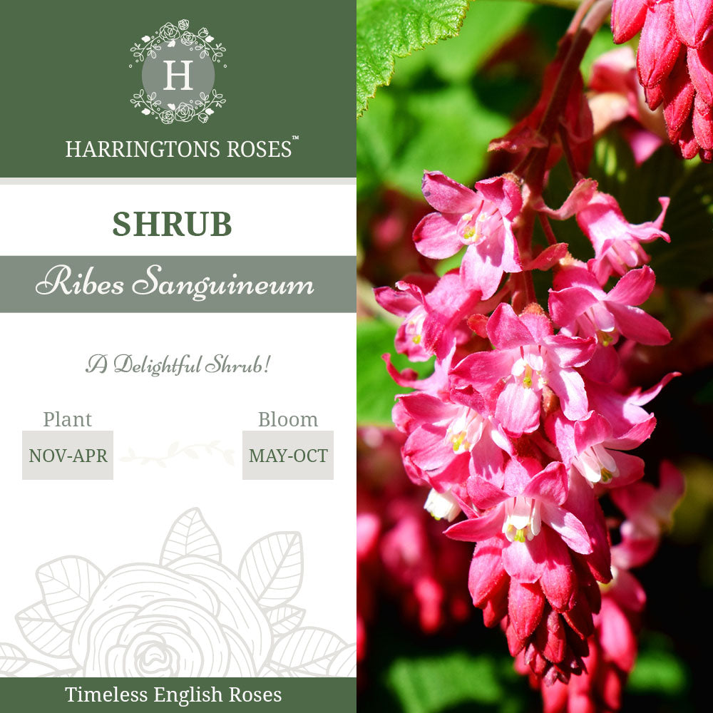 Ribes Sanguineum