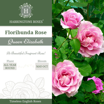 Rosa Queen Elizabeth