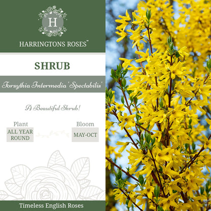 Rosa Forsythia intermedia 'Spectabilis'