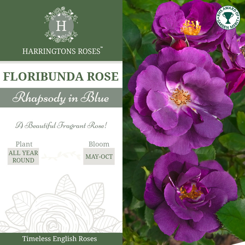 Rosa Rhapsody in Blue