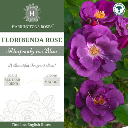 Rosa Rhapsody in Blue