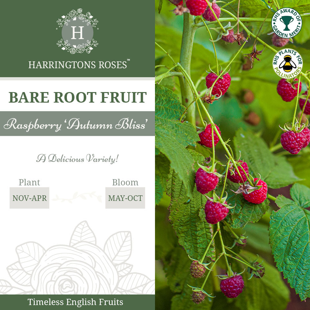 Raspberry ‘Autumn Bliss'