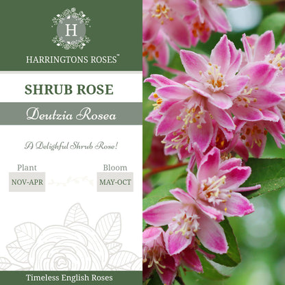 Deutzia Rosea