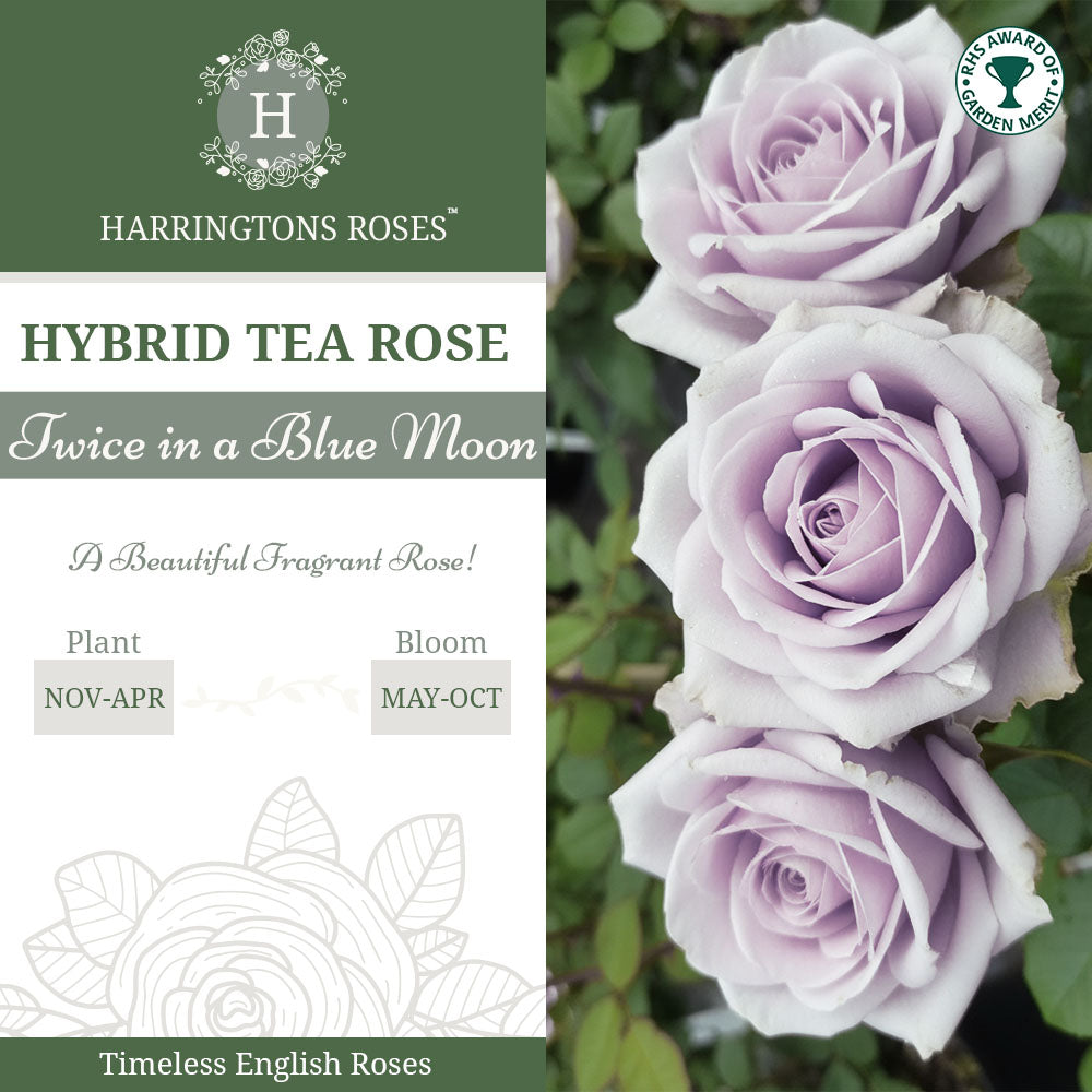 Twice in a Blue Moon