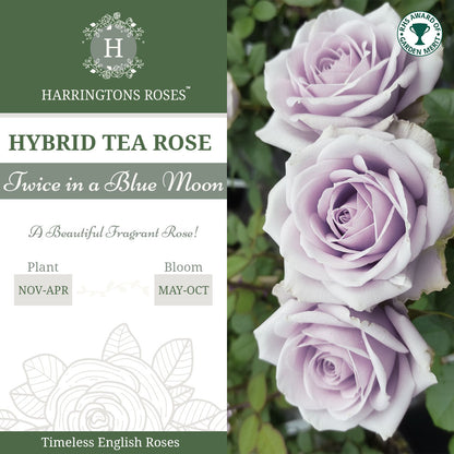 Twice in a Blue Moon