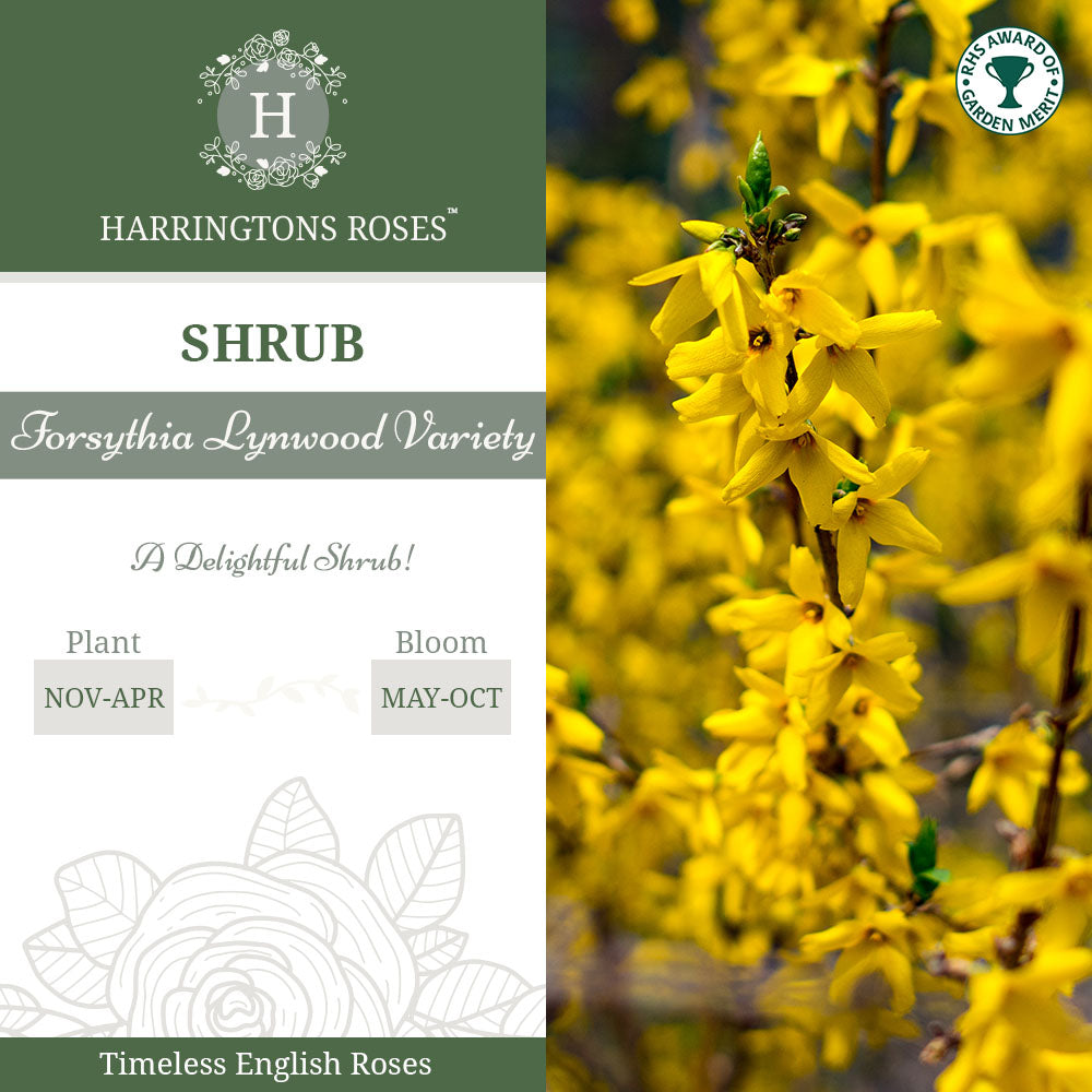Forsythia Lynwood Variety