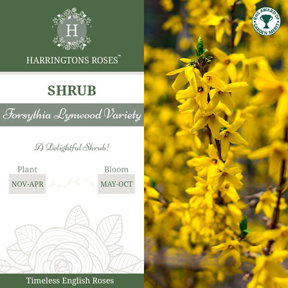 Forsythia Lynwood Variety