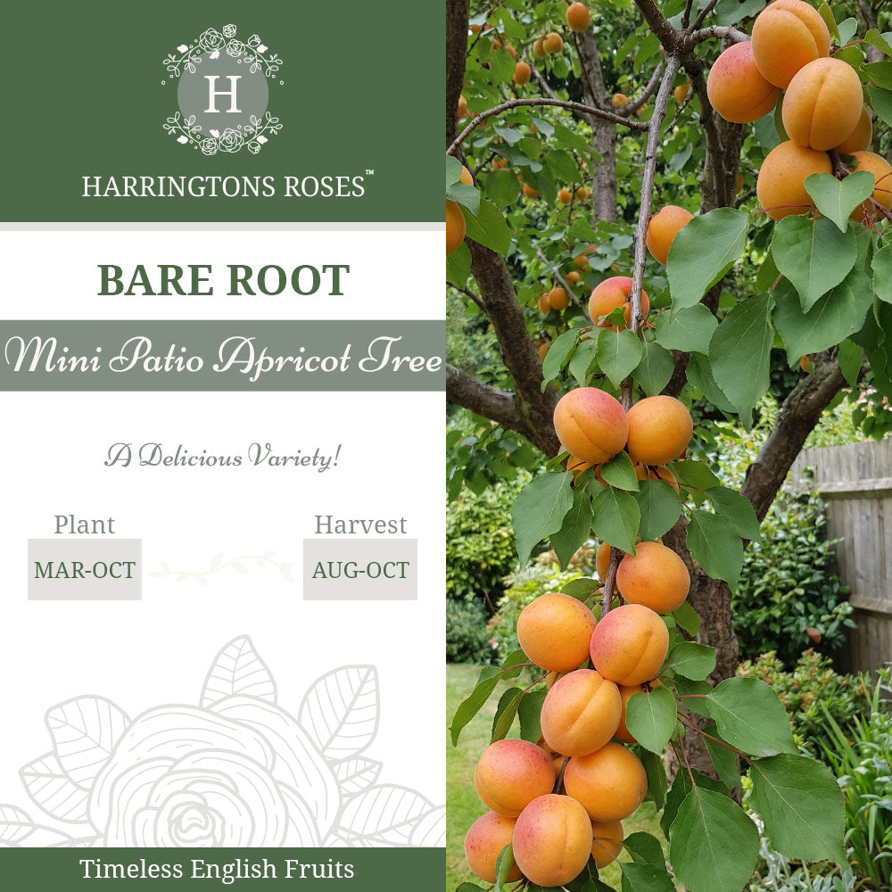 Patio Apricot Tree