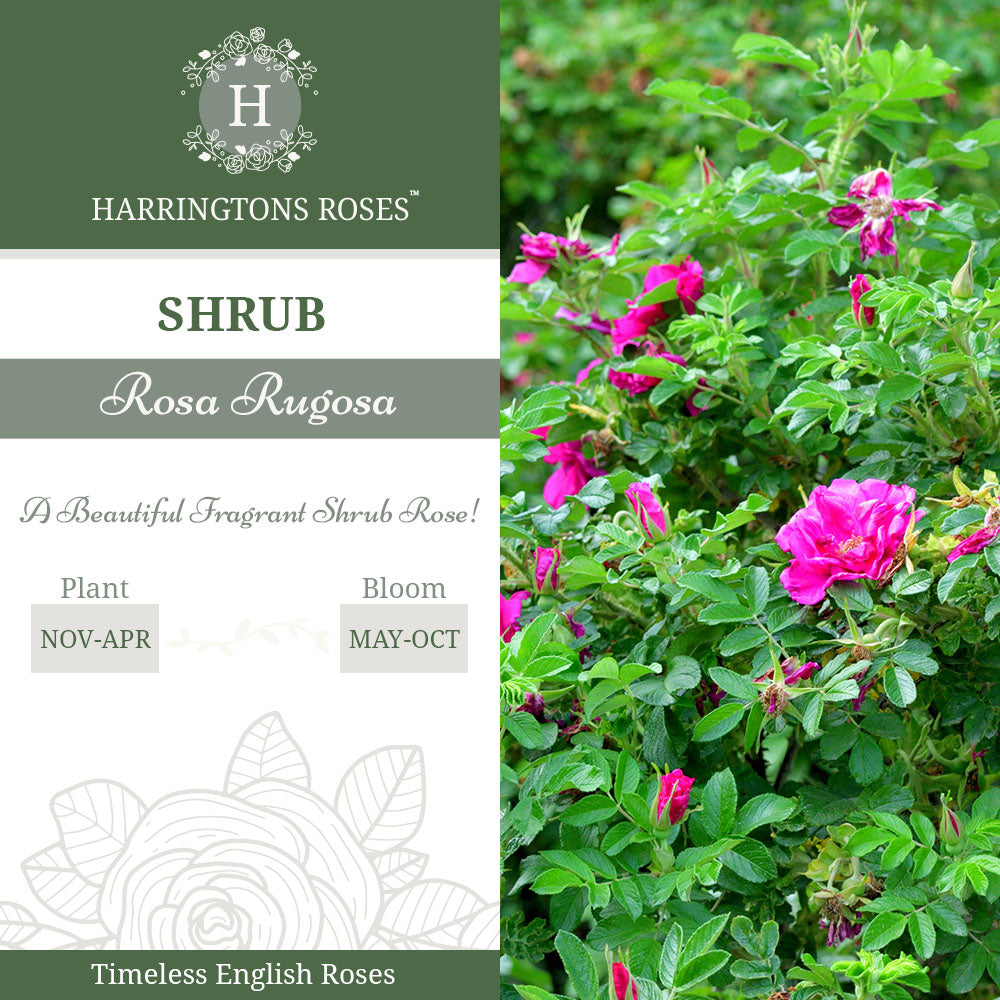 Rosa Rugosa Deep Pink