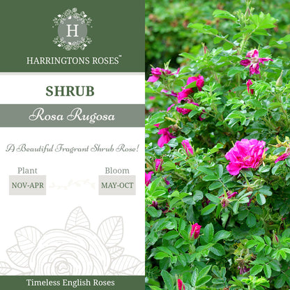 Rosa Rugosa Deep Pink