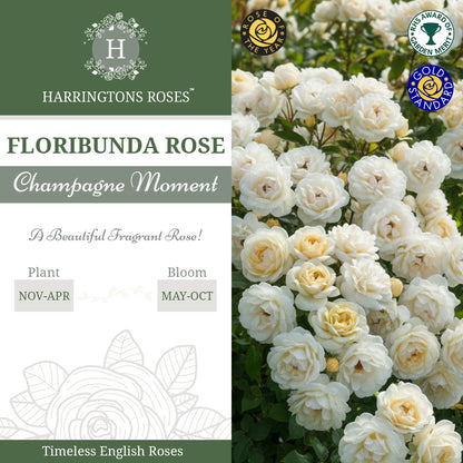 Rosa Champagne Moment