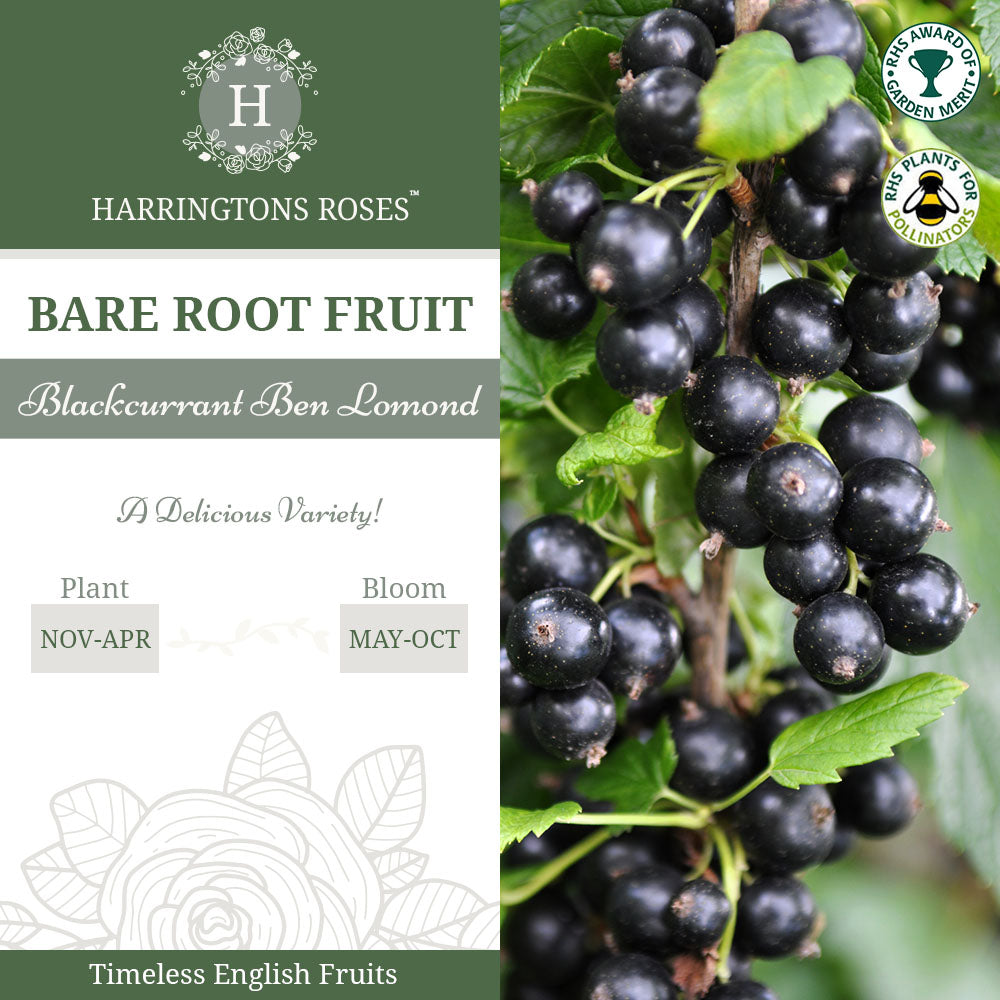 Blackcurrant Ben Lomond