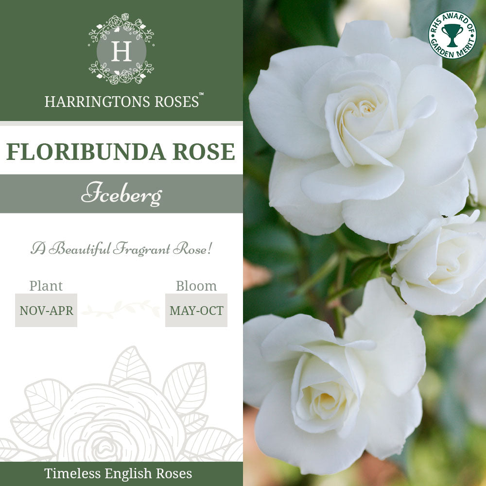 Rosa Iceberg