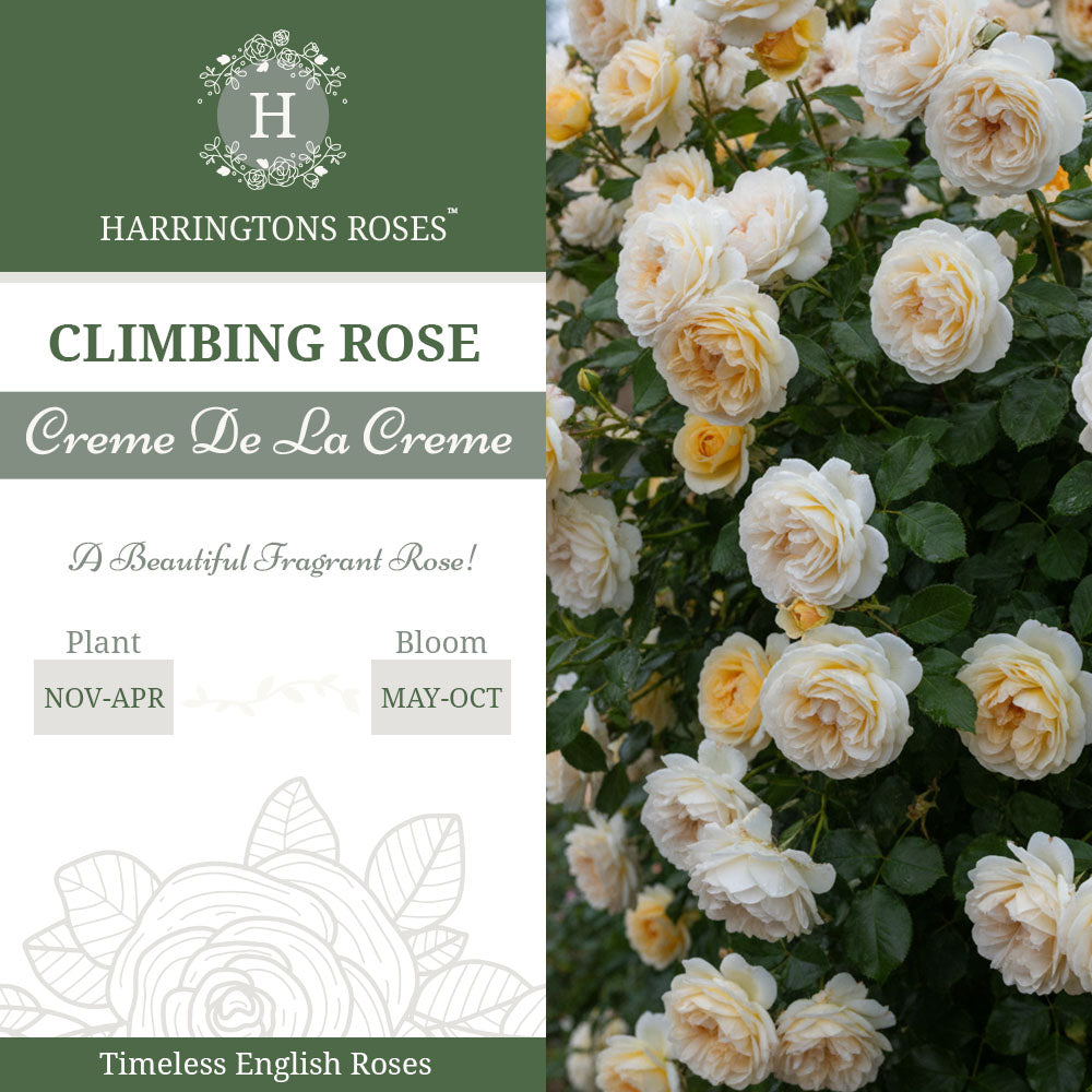 Rosa Creme De La Creme