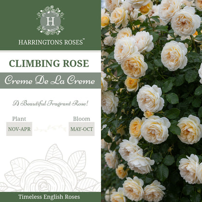 Rosa Creme De La Creme