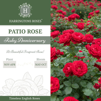 Rosa Ruby Anniversary