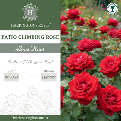Rosa Love Knot