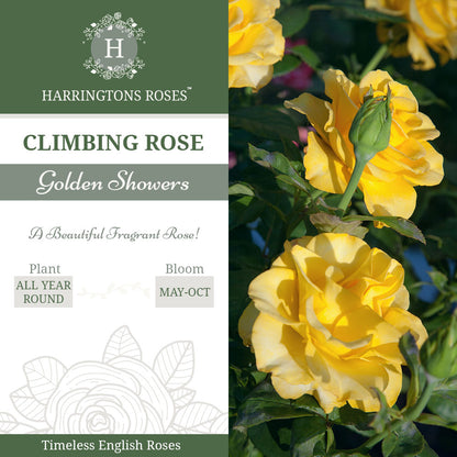 Golden Showers Rose