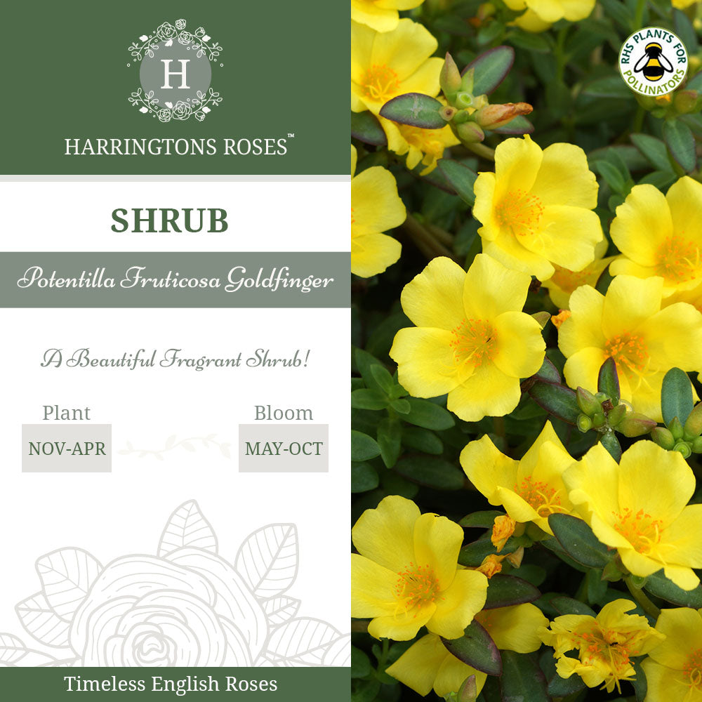 Rosa Potentilla Goldfinger