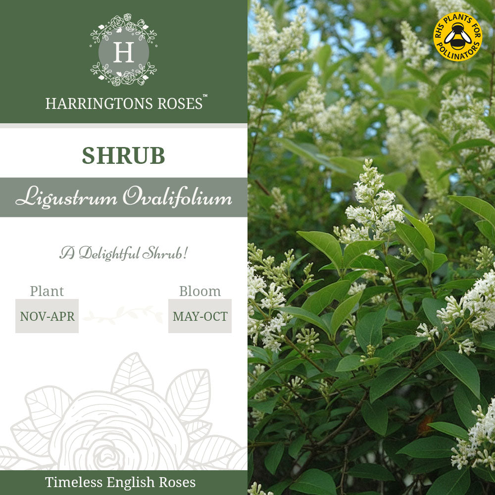 Ligustrum Ovalifolium