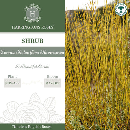 Cornus Stolonifera Flaviramea