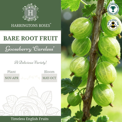 Gooseberry ‘Careless’