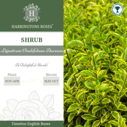 Ligustrum Ovalifolium Aureum