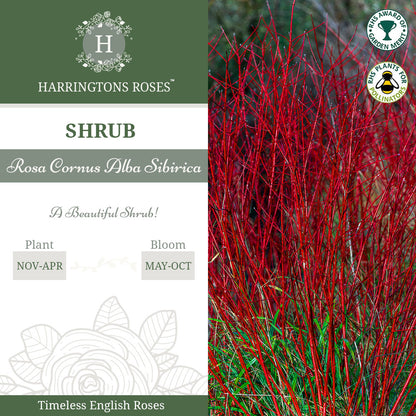 Rosa Cornus Alba Sibirica