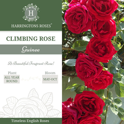 Guinee Rose