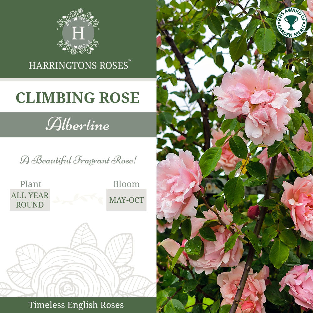 'Albertine' Rose