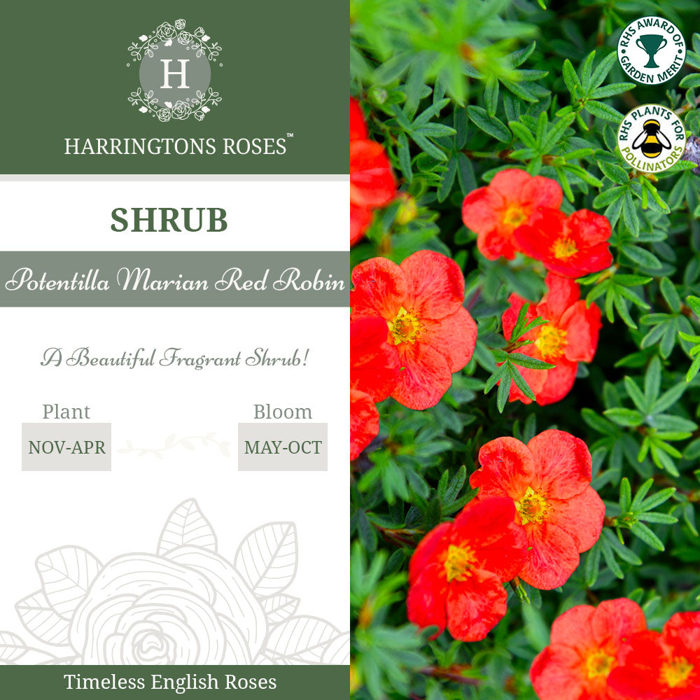 Rosa Potentilla Marian Red Robin