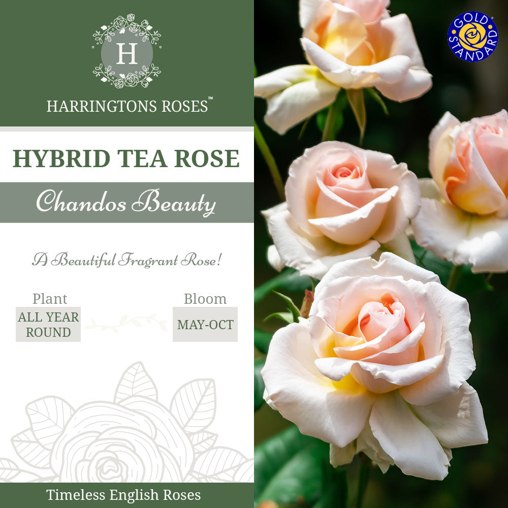 Rosa Chandos Beauty