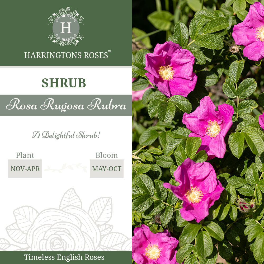 Rosa Rugosa 'Rubra'