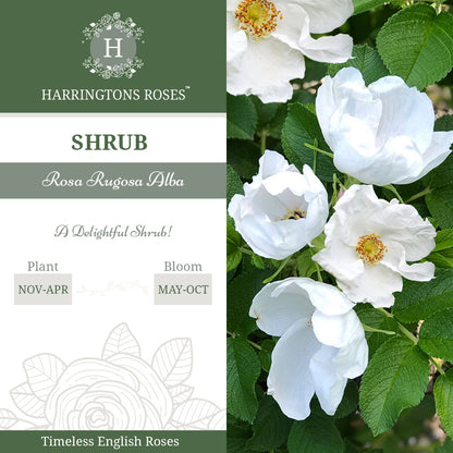 Rosa Rugosa Alba