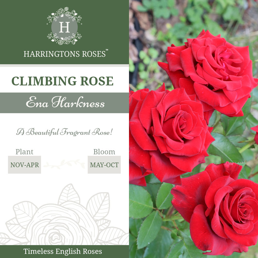 'Ena Harkness' Rose